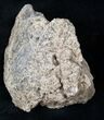 Triceratops Head Shield Section - Montana #12927-1